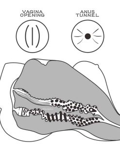 A drawing of the inside of the sex doll