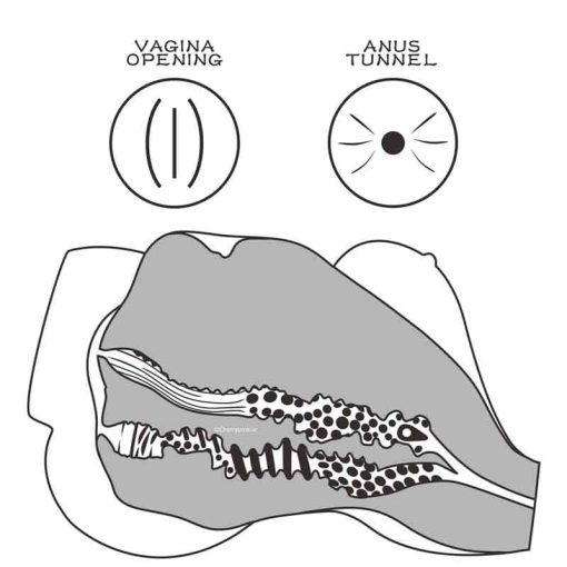 A drawing of the inside of the sex doll