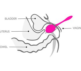 A Beginners Guide to Kegel Exercises diagram of the bladder, uterus, bowel and vagina muscles.